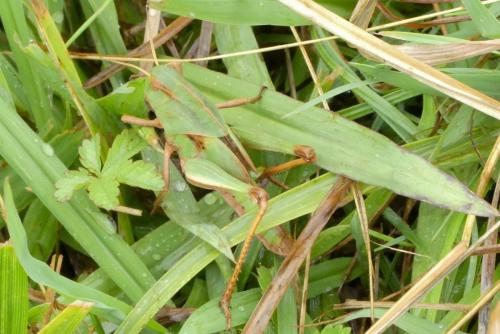 Réf. 237 575 : Locusta migratoria